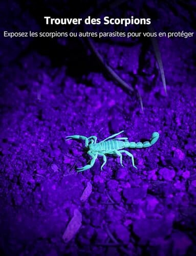 Scorpion illuminé sous lumière UV sur sol violet